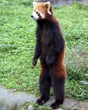 Red Pandas