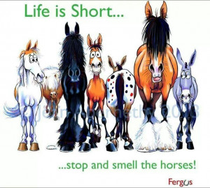 horses #funny #cartoon #quotes