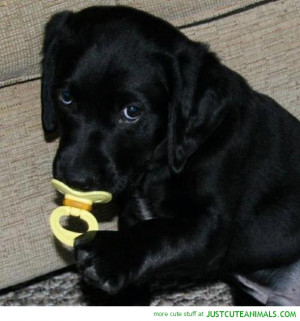 cute-black-labrador-puppy-baby-dummy-pic-animals-lab-dogs-pictures.jpg