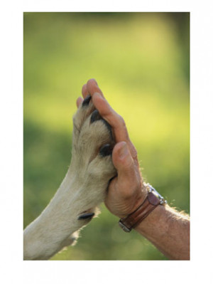 Associazione Canili Lazio Onlus aiuta i cani più bisognosi ...