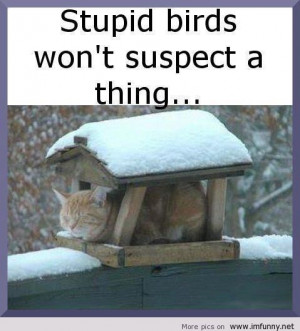 http://quotespictures.com/stupid-birds-wont-suspect-a-thing-2/