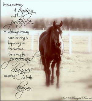 quotes horses equestrian quotes english quotes bucks brannaman quotes ...