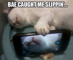 bae caught me slippin lol cat funny meme reddit imgur