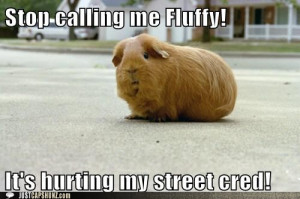 Now you can add your very own fluffy and learn about creating ...