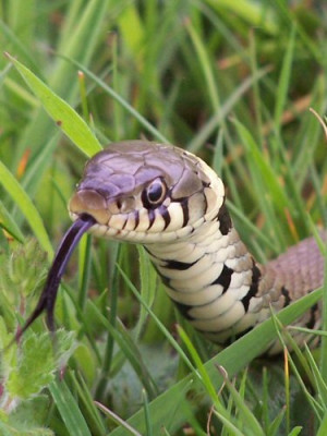 Beware SummerÂ Snakes!