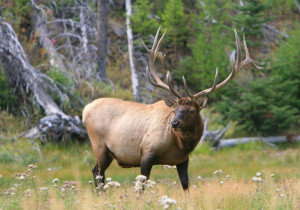Elk, Animal Messages, Land Animals, Mammals, spirit-animals.com