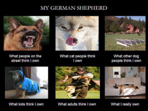 What German shepherds do-425856_397688593580870_135593776457021 ...