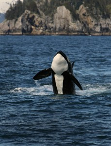 In the ocean, a healthy orca might travel up to 100 miles a day ...