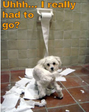 funny computer dog really funny pictures of dogs