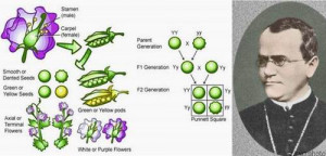 Gregor Mendel Gregor mendel