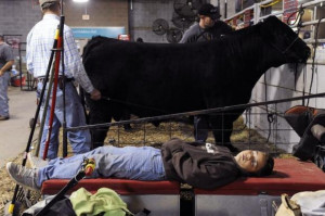 takes a nap as others prepare cattle for the Market Beef Showmanship ...