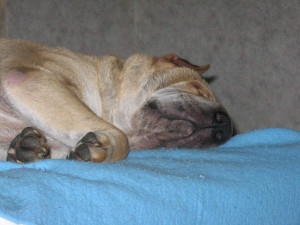 My dog died today... RIP Wacky-ebay-easter-pix7-1-2006-03.jpg