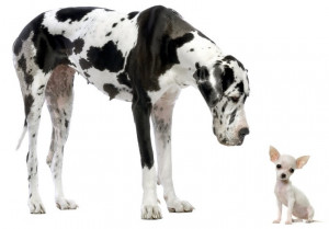Great Dane and Chihuahua