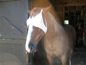 Horse Blinders