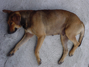 pictures of a dead dog