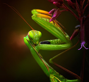 Beautiful-Praying-Mantis-Photo