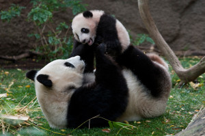 Female pandas are fertile only once a year for 2-3 days.