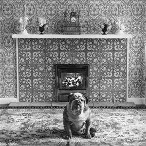 Elliott Erwitt's Dogs, London, England, 1966, published by teNeues ...