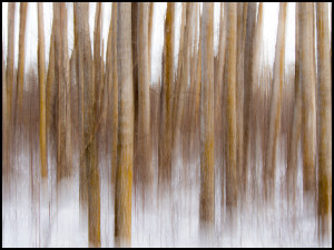 Winter forest in Elk Island National Park ©Leslie Degner