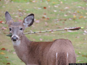 Deer With Arrow In Its Head Rescued In New Jersey (PHOTOS)