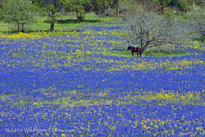 Will there be Bluebonnets this year