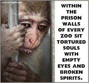 PLEASE....boycott zoos and circuses!! The torture and abuse won't stop ...