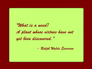 What is a weed? A plant whose virtues have not yet been discovered ...