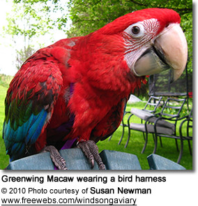 Greenwing Macaw wearing a bird harness
