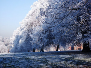 December-Snow-Trees.jpg