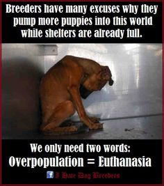 Be Their Voice ♡ Rescue ~ Adopt ~ Advocate. More