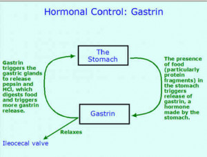 Hormonal control of digestion png