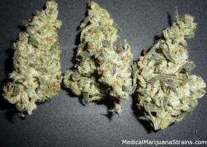Jamaican Marijuana Strains