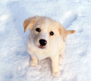 pets,animals,dog,doggie,puppy,white,snow,snow dog,white dog,cute ...