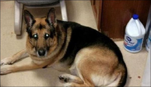 Bela, a German shepherd, was to be put down after owner passed away