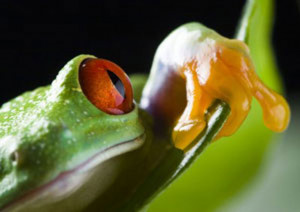 eat-that-frog-slider-image.jpg