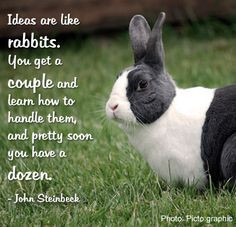 rabbits #bunny #petquotes #quotes #phrases #animals #cute #pets More