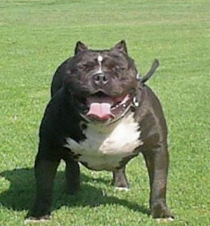 related pictures pitbull dog breed quotes