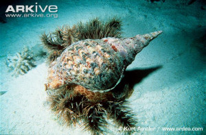 Crown Of Thorns Starfish Eating Coral