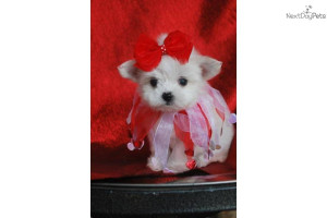 PRISSY POT~ YOUR FUNNY VALENTINE~HAS BEEN ADOPTED