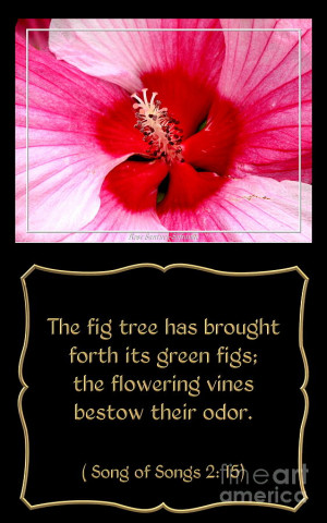 Hibiscus Closeup With Bible Quote From Song Of Songs Photograph