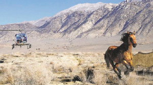 Quotes About Mustang Horses