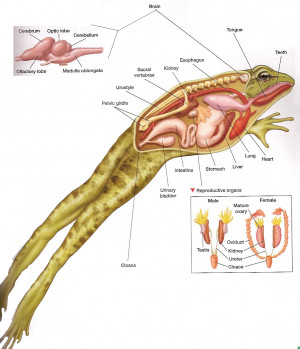 Labeled Internal Frog Anatomy