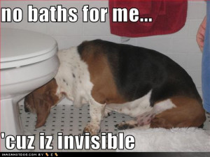 funny beagle