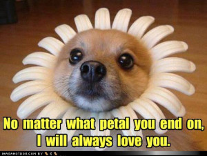 ... dog pictures – No matter what petal you end on, I will always love