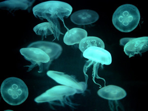 jellyfish sushi jellyfish hilton head hilton head jellyfish jellyfish ...