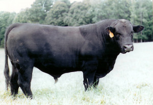 Black Angus Cattle Bos
