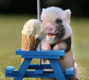 Oh My God, Look at This Mini Pig Eating Ice Cream