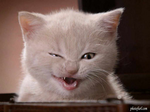 Beautiful Cats & Funny Cat Photos