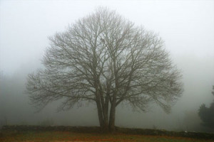 ... fog google images clouds drizzle and mld patchy fog google images
