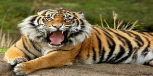 Bengal Tiger Miami